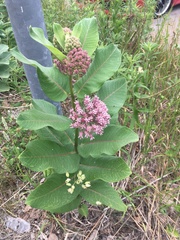 Asclepias syriaca