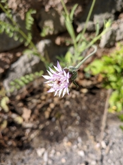 Pterocephalus plumosus