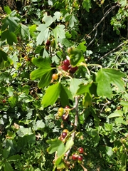 Ribes aureum
