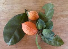 Salacia columna