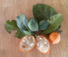 Salacia columna