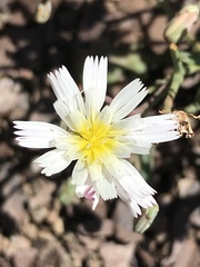 Malacothrix floccifera