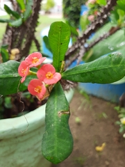 Euphorbia