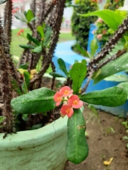 Euphorbia