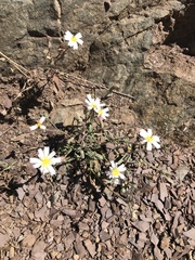 Malacothrix floccifera