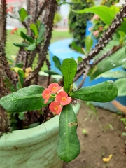 Euphorbia
