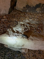 Prionus californicus