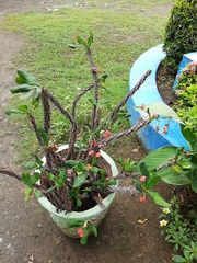 Euphorbia