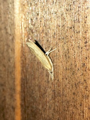 Crambini