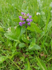 Prunella vulgaris