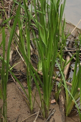 Sparganium erectum