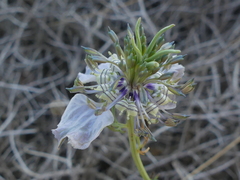 Nigella arvensis