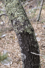 Quercus mexicana