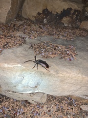 Prionus californicus