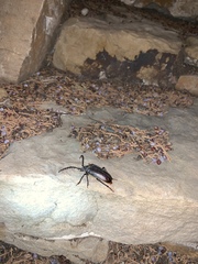 Prionus californicus