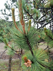 Pinus cooperi