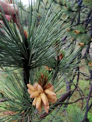 Pinus cooperi