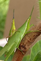 Atractomorpha similis