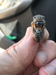 Diceroprocta eugraphica