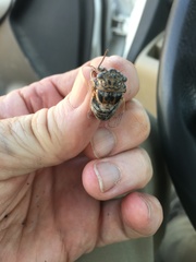 Diceroprocta eugraphica