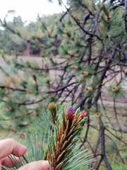 Pinus cooperi