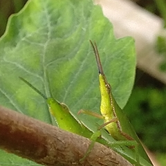Atractomorpha similis