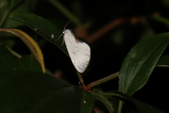Cilix hispanica