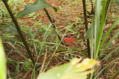 Etlingera