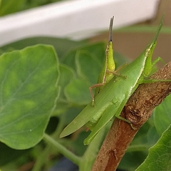 Atractomorpha similis