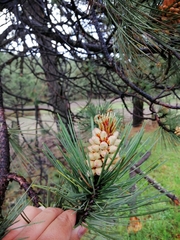 Pinus cooperi