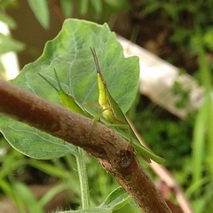 Atractomorpha similis