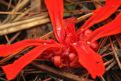 Etlingera