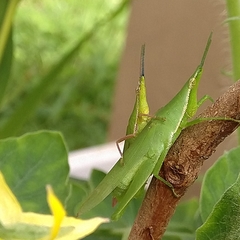 Atractomorpha similis