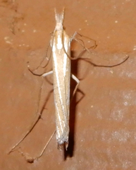 Eufernaldia cadarellus