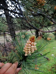Pinus cooperi