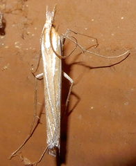 Eufernaldia cadarellus