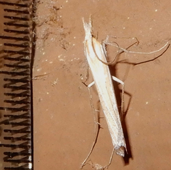 Eufernaldia cadarellus