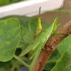 Atractomorpha similis