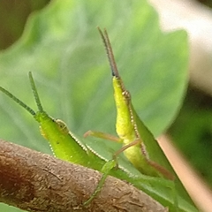Atractomorpha similis