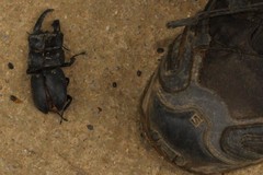 Serrognathus titanus platymelus