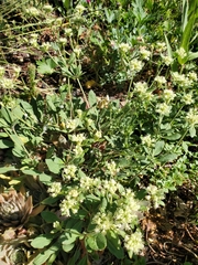 Eriogonum