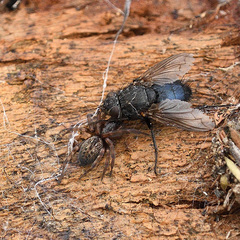 Calliphora quadrimaculata