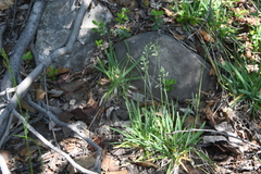 Poa alpina