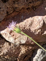Pterocephalus plumosus