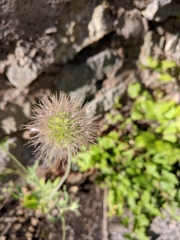 Pterocephalus plumosus