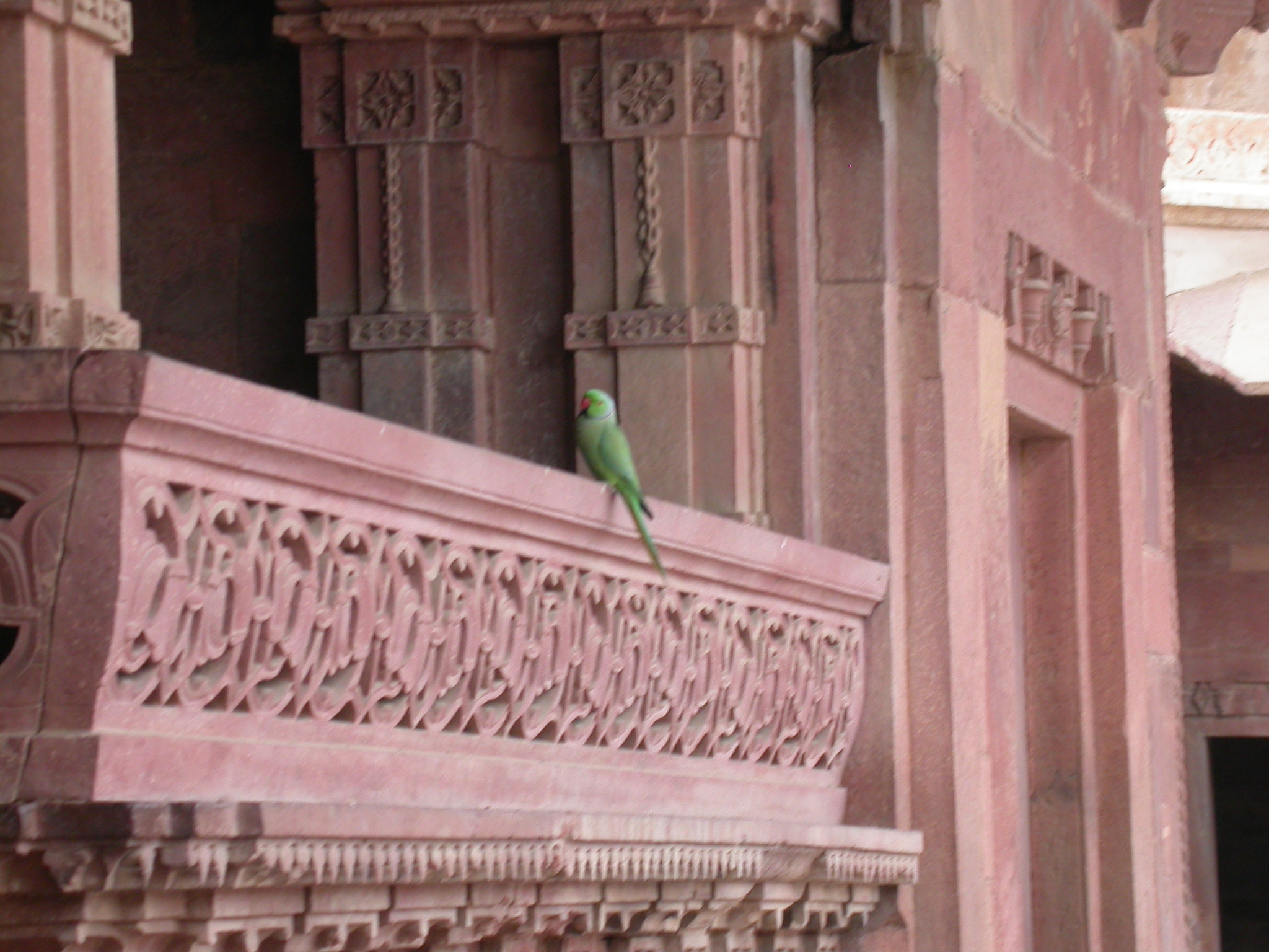 Rose-ringed Parakeet