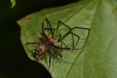 Portia labiata