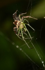 Portia labiata