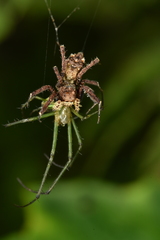 Portia labiata