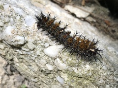 Hemileuca maia
